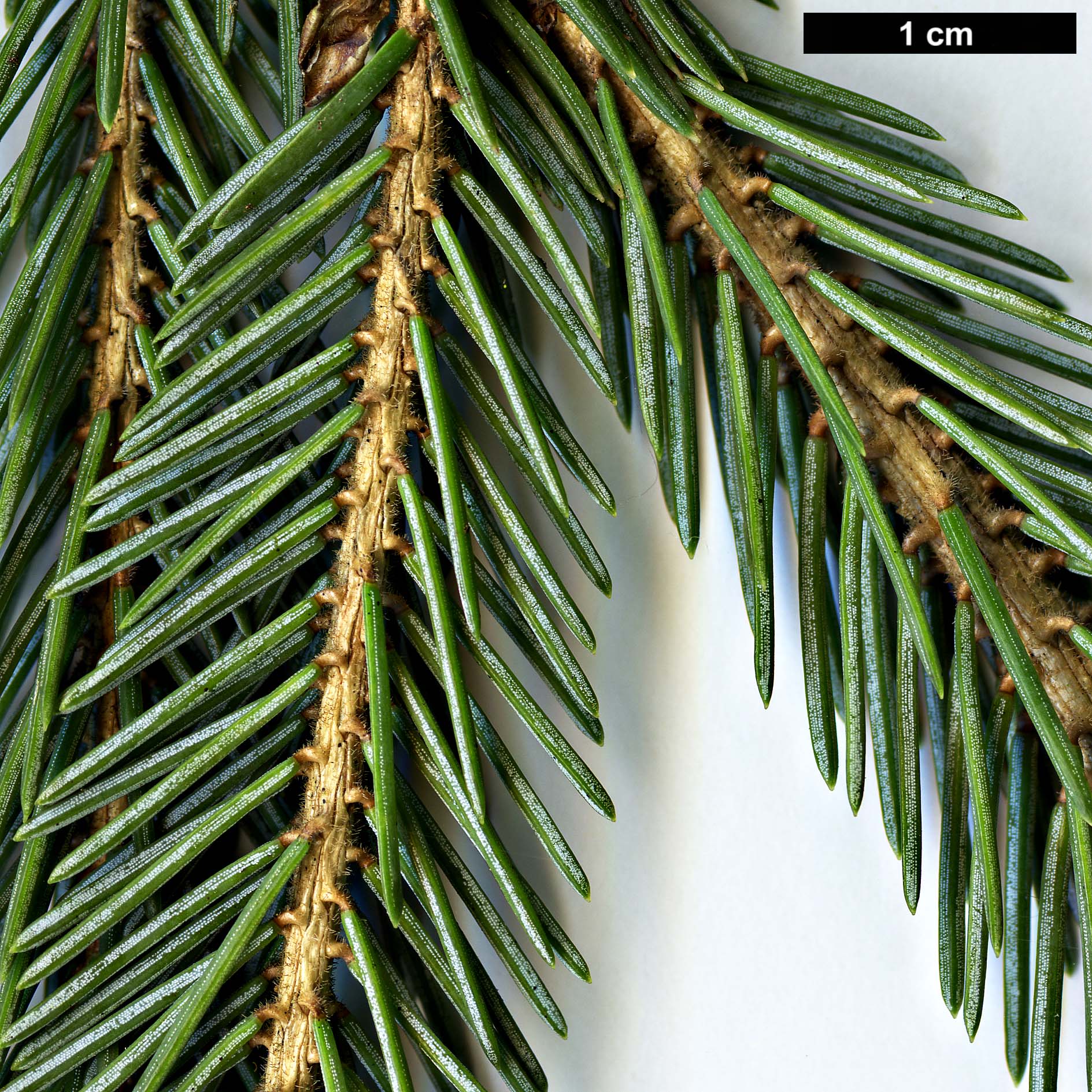 High resolution image: Family: Pinaceae - Genus: Picea - Taxon: likiangensis - SpeciesSub: var. rubescens